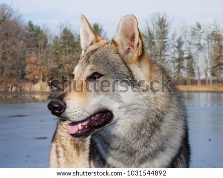 Captive  Wolf (Canis lupus)  over a frozen lake background