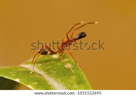 Ant mimicking spider, Myrmarachne plataleoides, Bangalore, Karnataka. Mimics the Kerengga or weaver ant . India, Sri Lanka, China and many parts of Southeast Asia.
