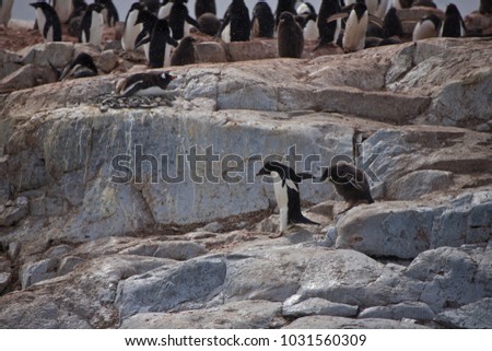 penguins and scenery at peterman island, antarctic peninsula, antarctica