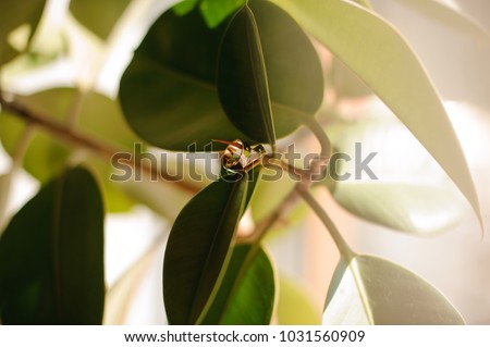 two stylish wedding rings made of white and red gold, beautifully hanging on a green tree branch against the background of sunlight