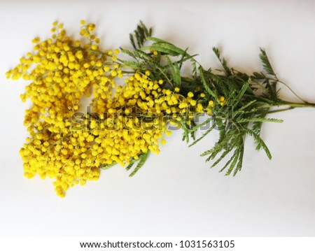 yellow mimosa on a white background