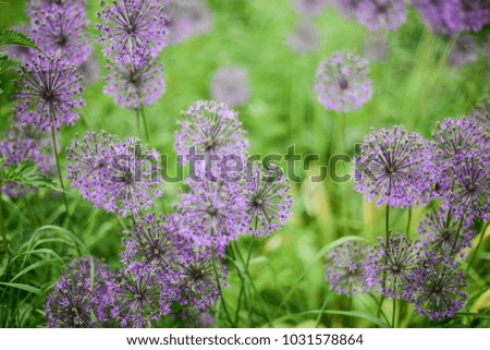 Violet flowers in the green field. Desktop background