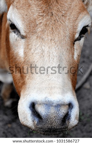 head of a cow close-up in a field