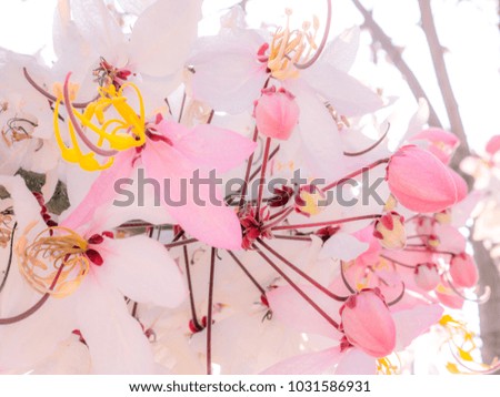 Thai sakura blossom. Cassia bakeriana. Pink pastel tone flower.