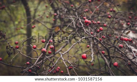 Bright hawthorn berries in the forest in late autumn