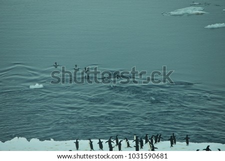 penguins resting on ice, antartic peninsula, antarctica
