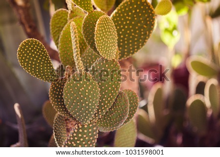 Cactus landscape. Cactus field. Mexico. Garden of flower. Green Cactus closeup.