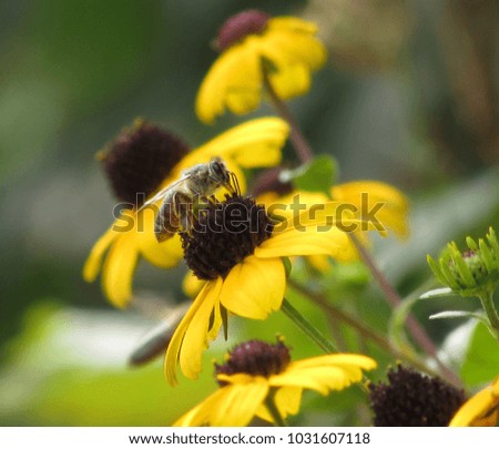 The coneflower and bee
