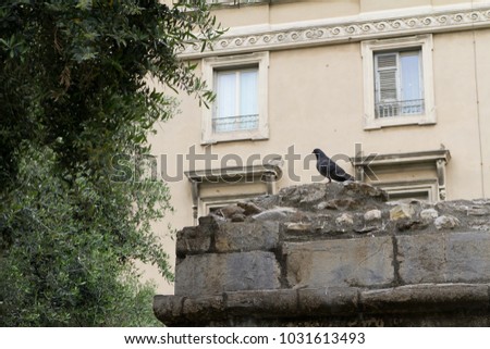 Pigeon sitting on the wall of old town of Genova