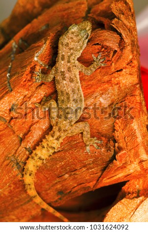 Leaf toed gecko, Hemidactylus parvimaculatus, Bhoramdeo Wildlife Sanctuary, Chhattisgarh. Medicum sized gecko seen under boulders in forests and in tree hollows