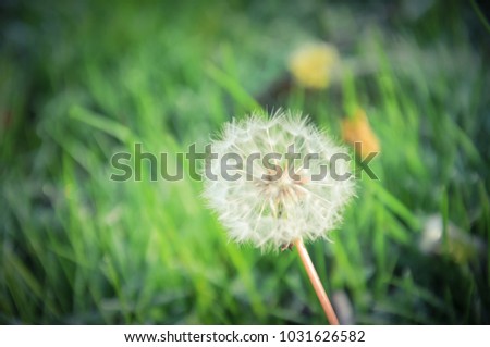 Close up selective focus fluffy dandelions again natural grass background. White fluffy dandelions for spring nature background. Vintage tone