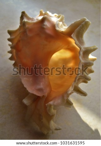 macro photo with decorative background texture beautiful sea shell from clam as a source for prints, advertising, design, posters, interiors