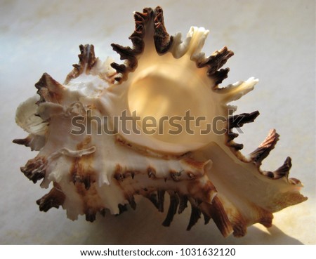 macro photo with decorative background texture beautiful sea shell from clam as a source for prints, advertising, design, posters, interiors