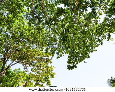 Green tree on
Koh Rok Island, Trang, Thailand