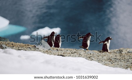 Penguins in the arctic
