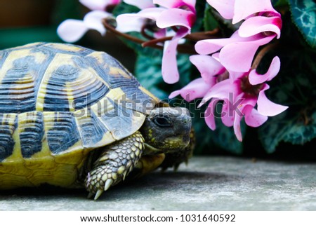a turtle and some flowers