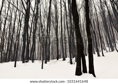 Snowy beech forest