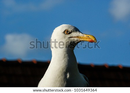 one isolated seagull