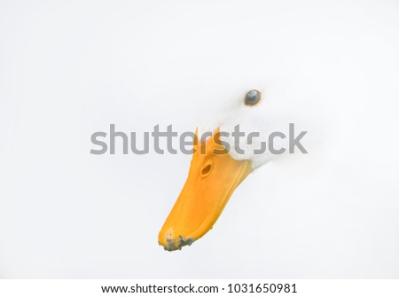 High Key abstract image of a domestic duck's head on a white background with only the eye and beak visible.
