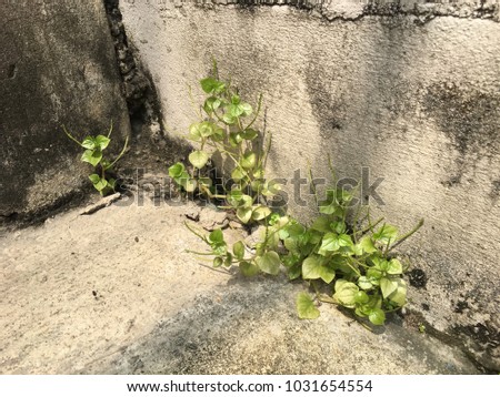 unwanted flora at the wall