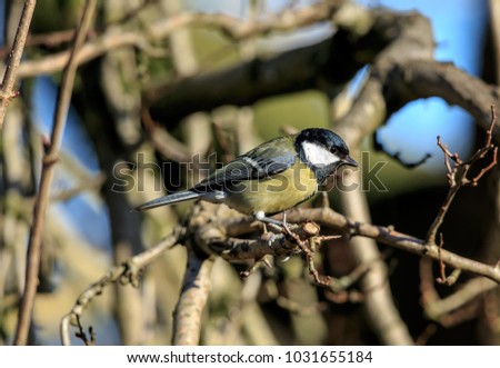 The great tit is a passerine bird in the tit family Paridae. It is a widespread and common species throughout Europe, the Middle East, Central and Northern Asia, and parts of North Africa.