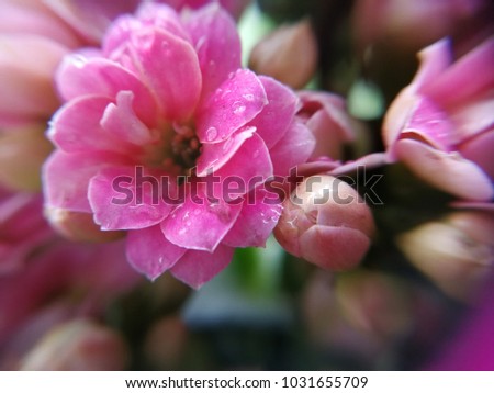 close up flower macro