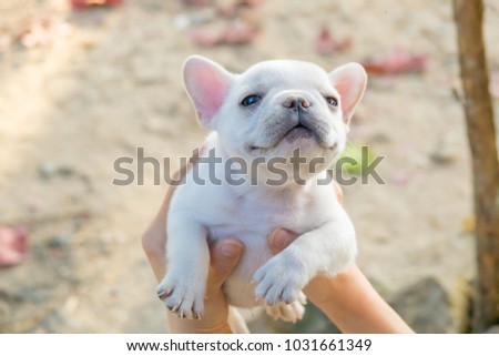 Lady carrying Cute little French bulldog, close-up shot.
