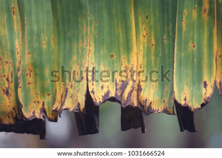 green banana leaves background. banana leaves yellowing