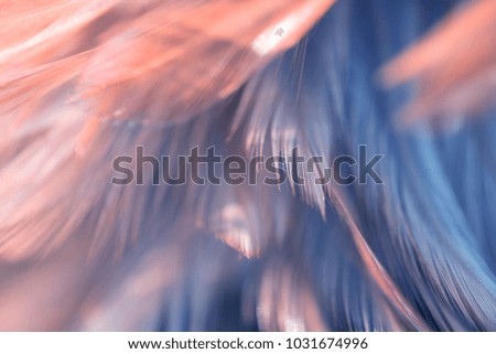 Bird and chickens feather texture for background Abstract,blur style and soft color of art design.