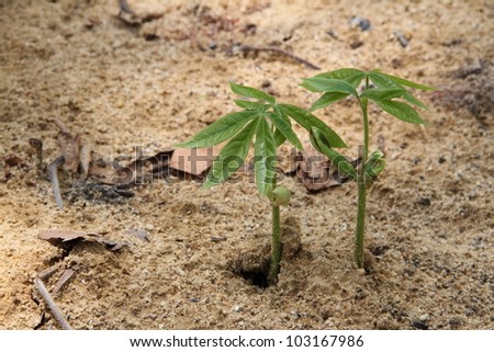 Seedlings in the ground.