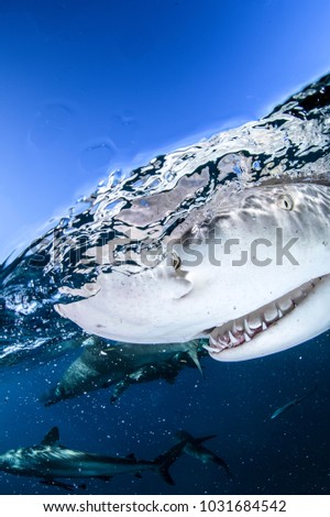 Split Shot of Lemon Shark on Ocean Surface in Bahamas