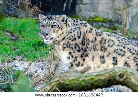A Snow Leopard prowls