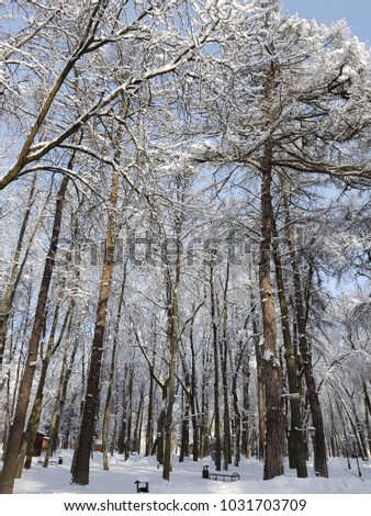Winter, snow, trees, road