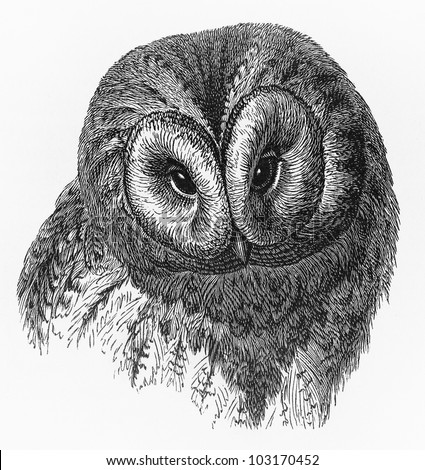 Vintage 19th century drawing of a owl - Picture from Meyers Lexikon book (written in German language) published in 1908 Leipzig - Germany.