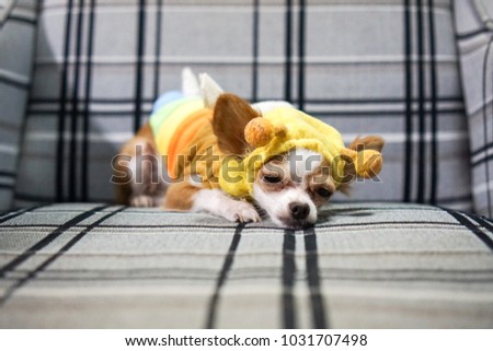 Chihuahua Cute Dog Brown White