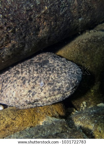 Japanese Giant Salamander Crawling on River Bottom in Japan