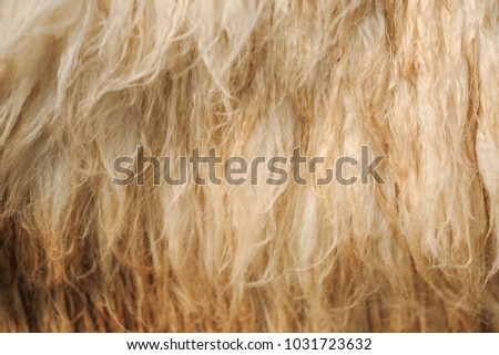 Background of white sheep wool