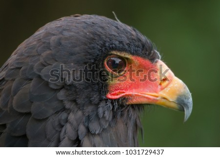 photo portrait of a beautiful Bateleur eagle