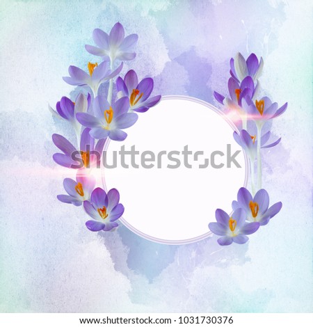 beautiful violet crocus decorated on a free field can be used as background or as an invitation card free space for your text