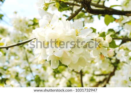 Large white flowers on a tree in a spring garden
