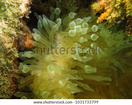soft coral found at coral reef area at Tioman island, Malaysia
