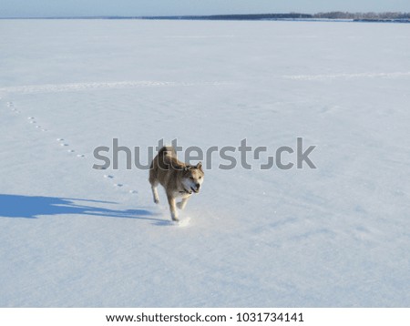 running dog in the snow