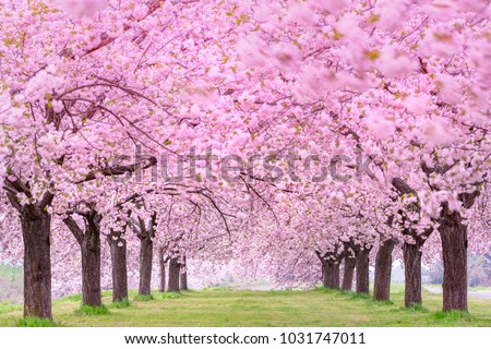 Beautiful cherry blossoms. Japan Obuse-machi, Nagano Prefecture. Royalty-Free Stock Photo #1031747011