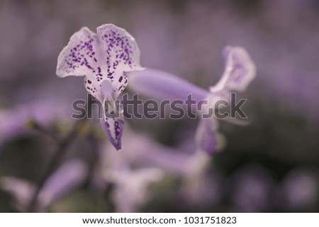 Soft focus of a purple flowers./Purple flowers in the garden on a blurred natural background. 