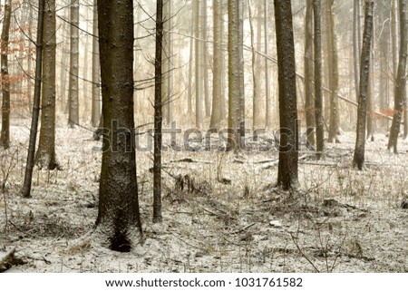 Winter forest with snow and trees