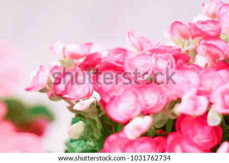 Pattern of beautiful natural red and pink begonia flowers, blooming in flower garden for background and wallpaper