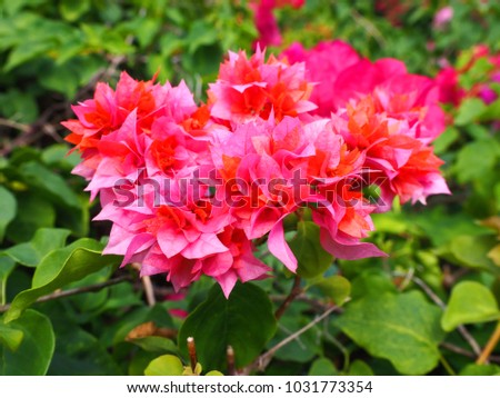 Pink Bougainvillea white flowers. Thai call "Fuengfah" have a good meaning Prosperity In business ,trade ,Good Life in progress