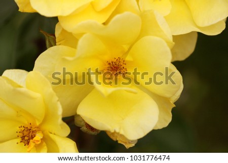 Yellow roses meaning Bright, cheerful and joyful create warm feelings and provide happiness. They bring you and the friendship you share the purist of colors, represent innocence, purity and charm.