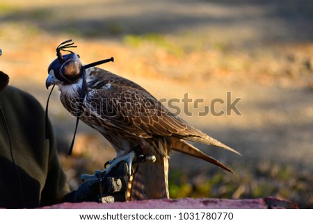 Falco, young hawk with his prey