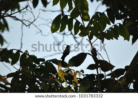 the small hummingbird ( or
sheartail, or colibri) in backlight